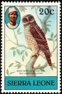 African Wood Owl (Strix woodfordii)